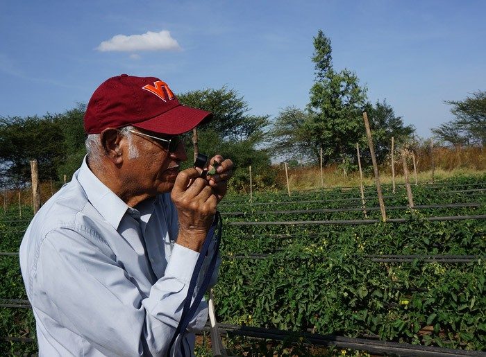 Muniappan examines tomato leaf for Tuta damage in Ethiopia