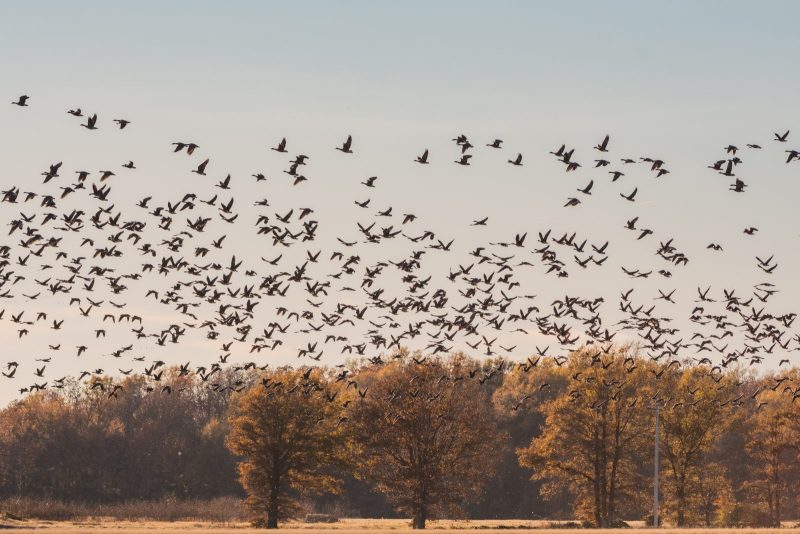 It’s peak migration season — a dangerous time for birds. Here’s how you can help. migrating birds