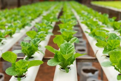 plants in a row