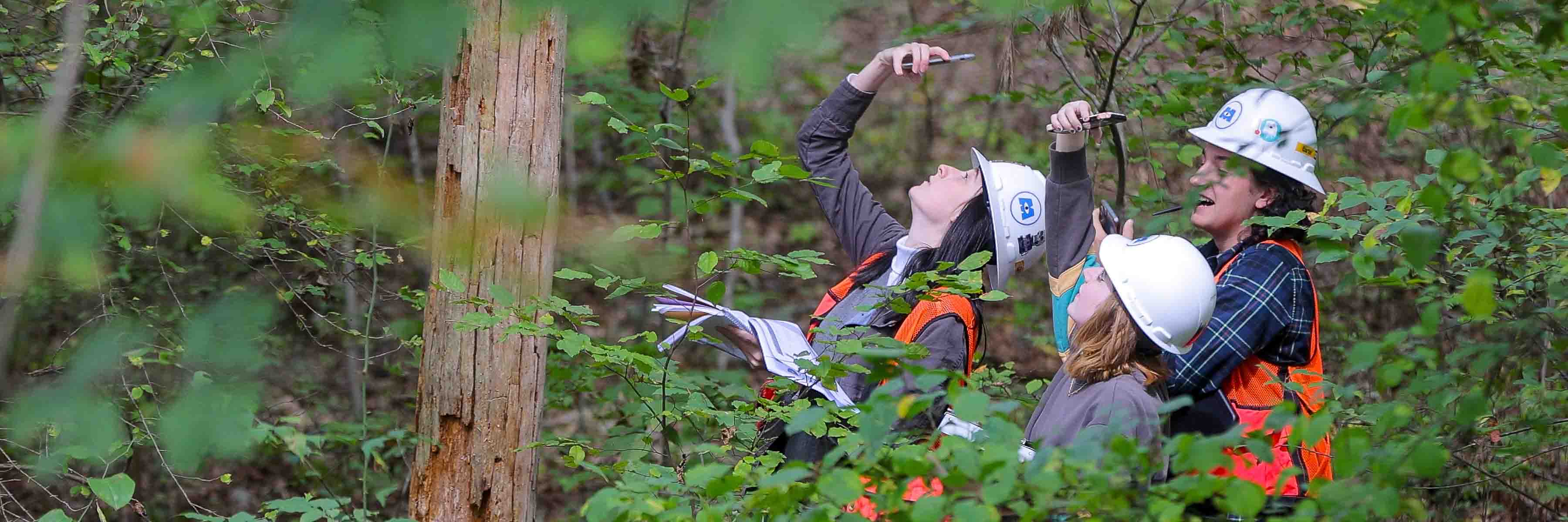 Students wearing hard hats in a forest point their phone cameras up toward a dead tree.