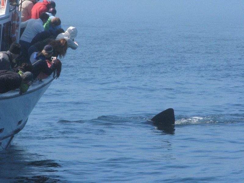 June 30, 2012 in Monterey Bay where a basking shark was seen while whalewatching.