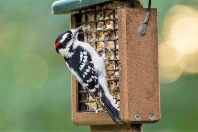 white and black woodpecker with a red tuft on its head at a birdfeeder.
