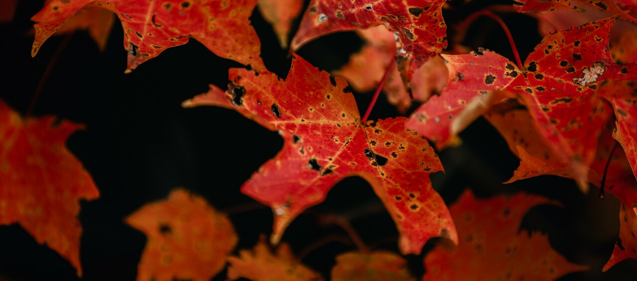 Leaves on campus