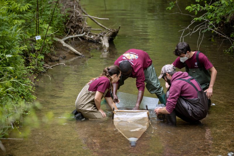 Professor Emmanuel Frimpong, graduate students Emma Hultin and Quentin Montgomery, and undergraduate student Ty Stephenson of the College of Natural Resources and Environment are gaining a better understanding of the bluehead chub, an ecosystem engineer in Southwest Virginia. Uncovering their secrets just may be the key to conservation efforts.