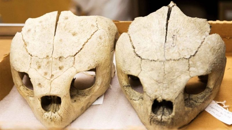 Two loggerhead sea turtle skulls, side by side