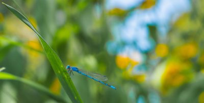 a blue dragonfly on a plant